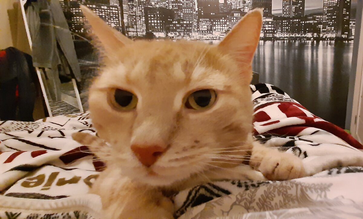 Вот она, эта наглая рыжая....