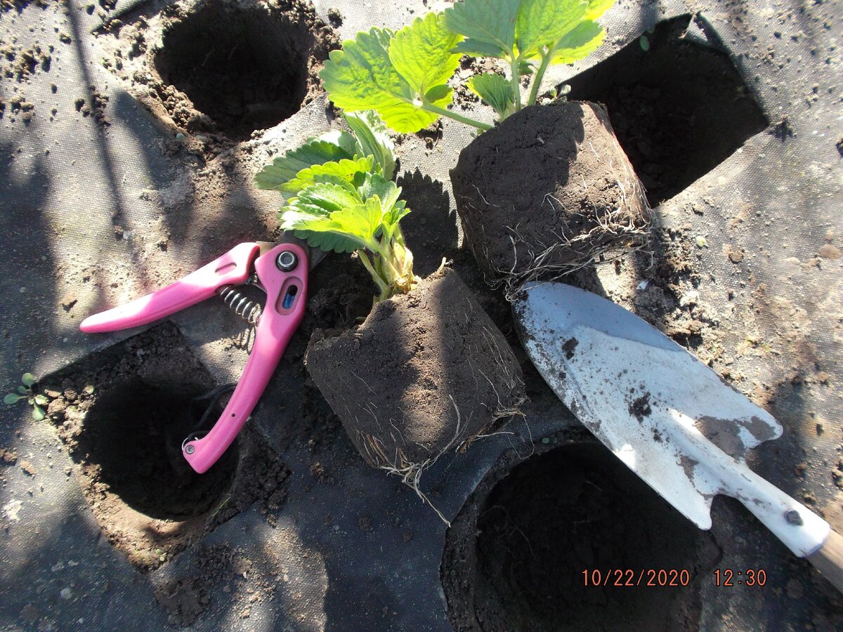 Конец октября, и еще есть достаточно времени для высадки клубники