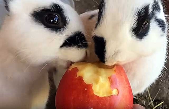 Можно кролику яблоко. Яблоко кролик нарезка. Можно ли кроликам яблоки. Кролик с яблоками.
