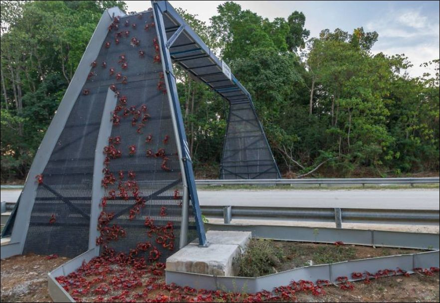 Animal bridge. Мост для крабов в Австралии. Экодук для крабов в Австралии. Экодук Нидерланды.