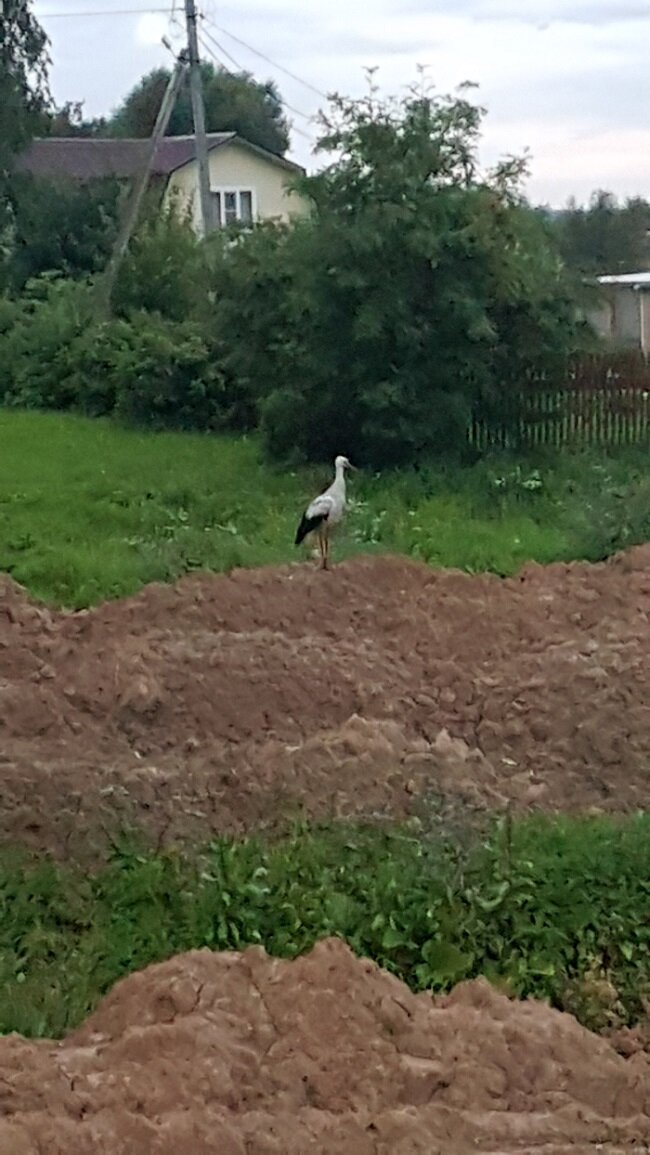 Этот участок муниципальной земли находится напротив соседей.