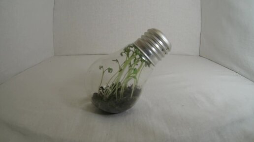 Растениям нужно больше света! - Aednik24