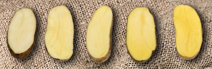 Фото с https://www.farmfrites.com
