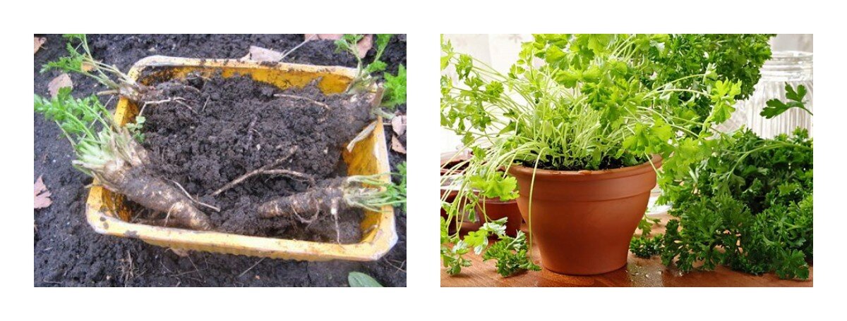              Выгонка петрушки - до и после