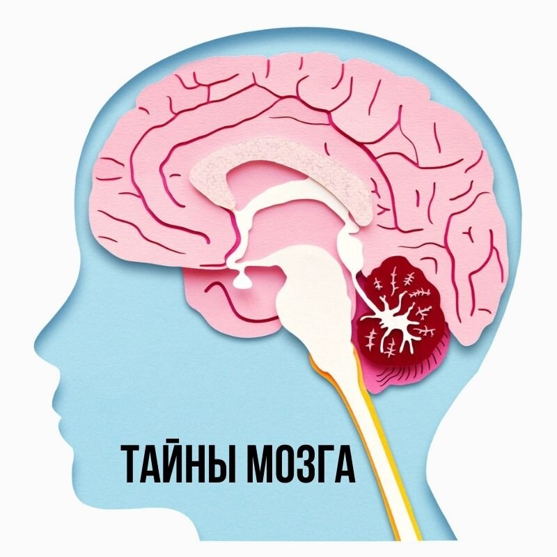 Мы есть у мозга. Тайны мозга. Мозг Бехтерева. Тайны мозга Бехтерева.