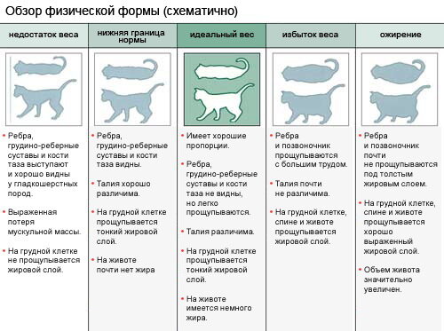 Почему у кошки висит кожа на животе?