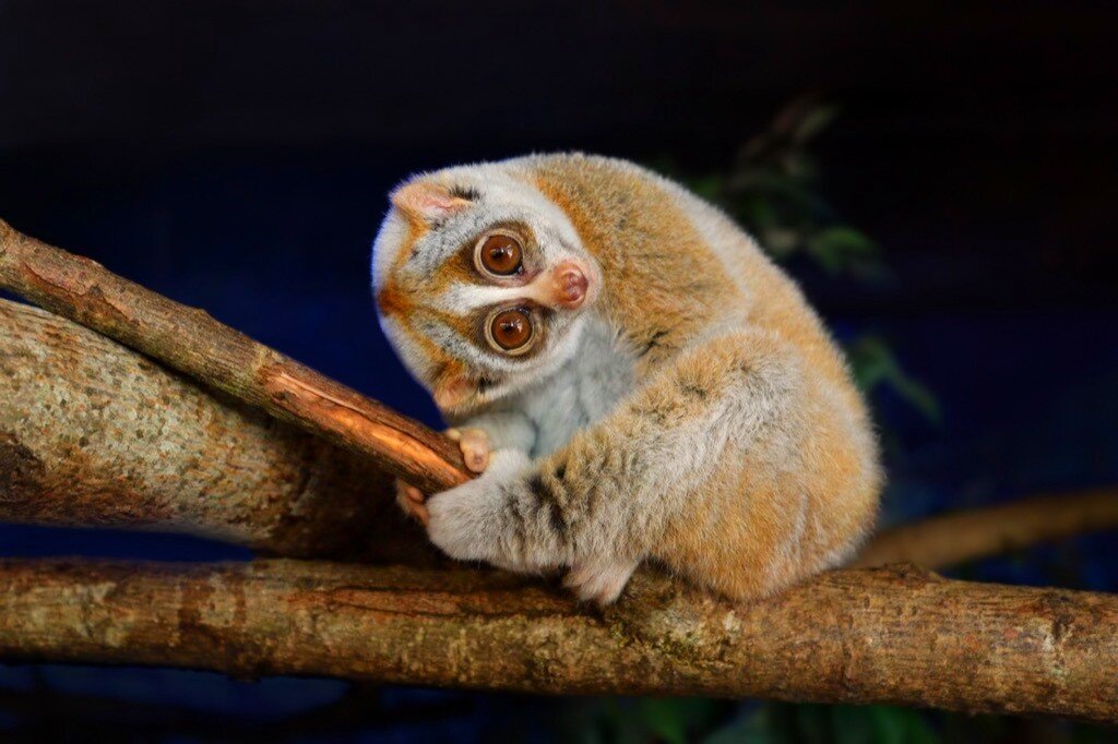 Не бойся, я не кусаюсь :)