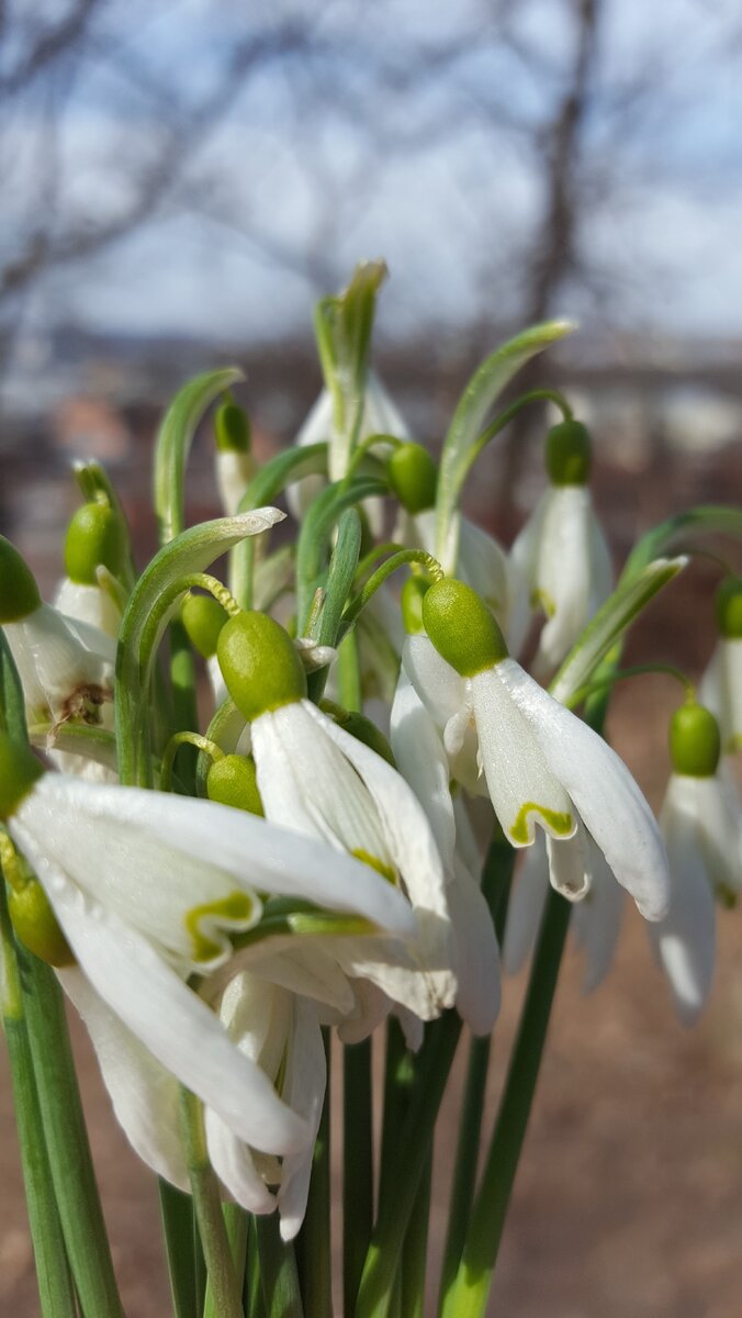 А еще, тут растет вот такая красота.