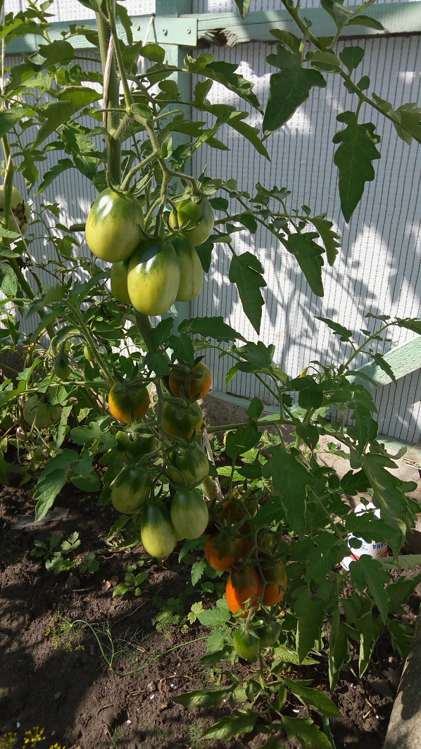 томат "Де Барао Чёрный"