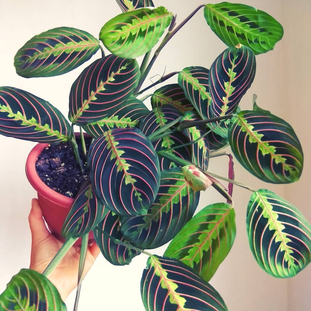 instagram.com/everybodygrow