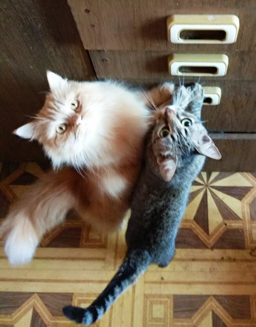 Котяры альпинисты