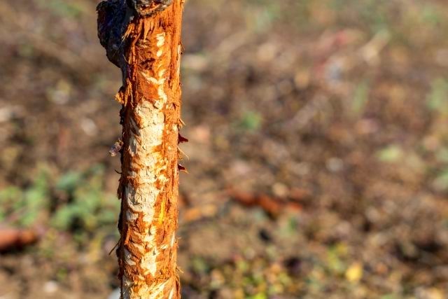 Зайцы обгрызли саженец