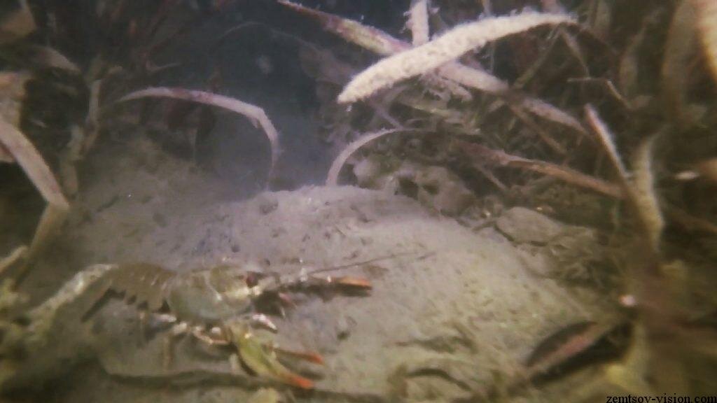 Свет фонаря завораживает рака