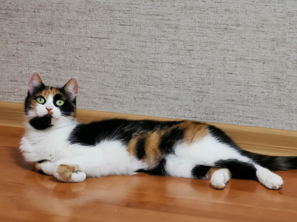 Окрас калико у кошек