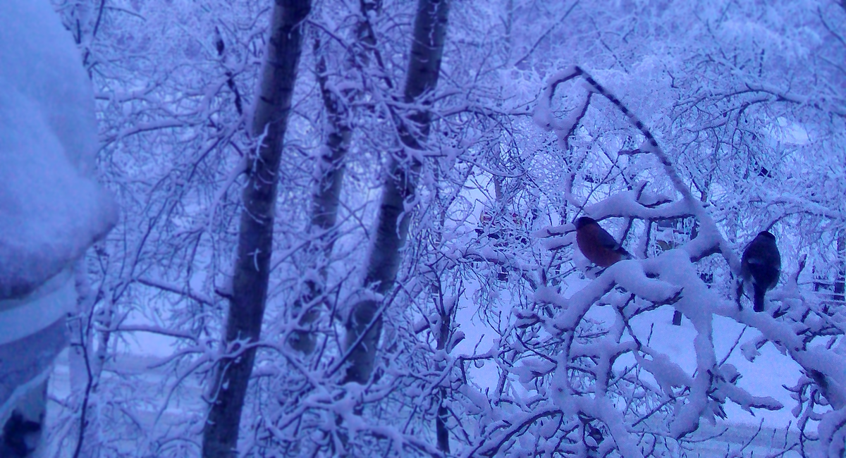 Волшебство за нашим окном :) :) и Снегири !! Фото автора без фильтра