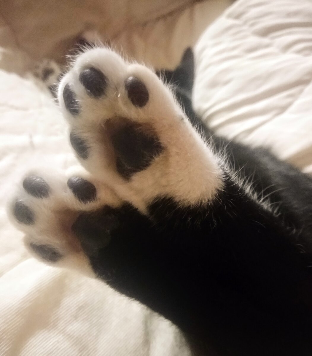 Ох уж эти лапки :)