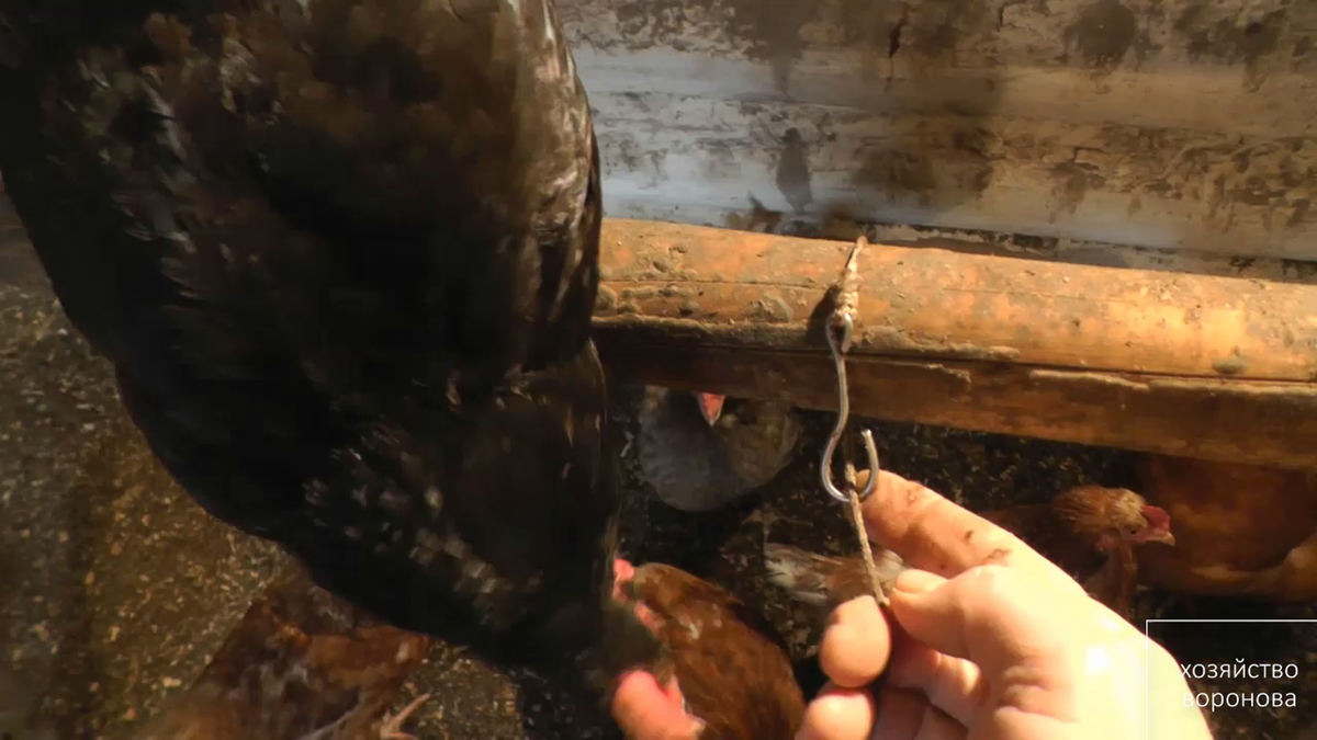 Крючок с верёвкой для подвеса капусты