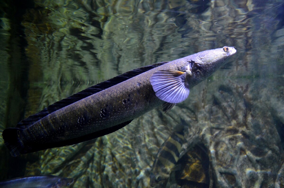 Огромные рыбины в аквариуме Чианг Мая. Фото автора.