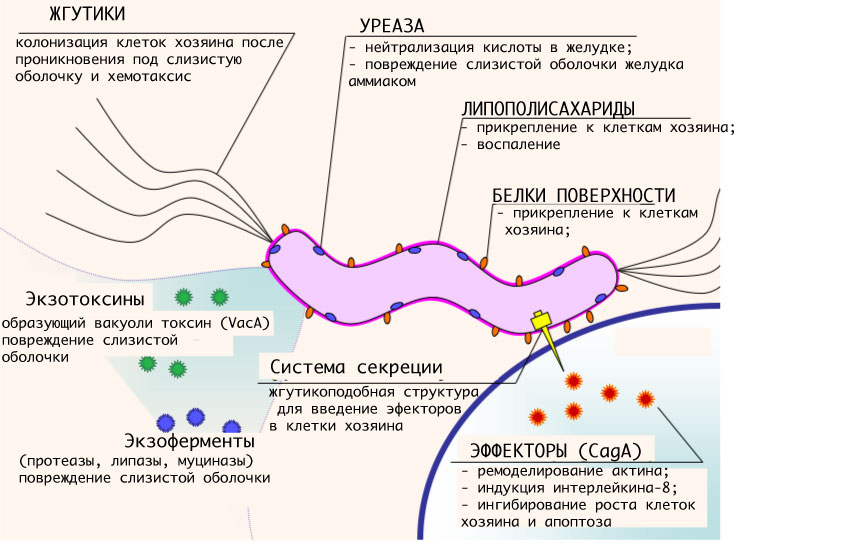 Факторы вирулентности Helicobacter pylori