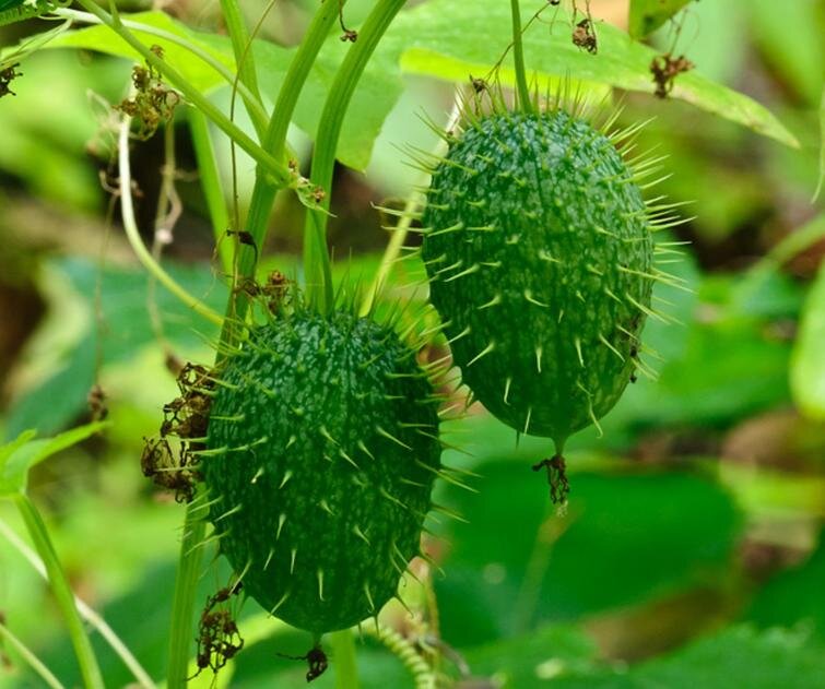 Совершенно дикий огурец, попробуй скушай.