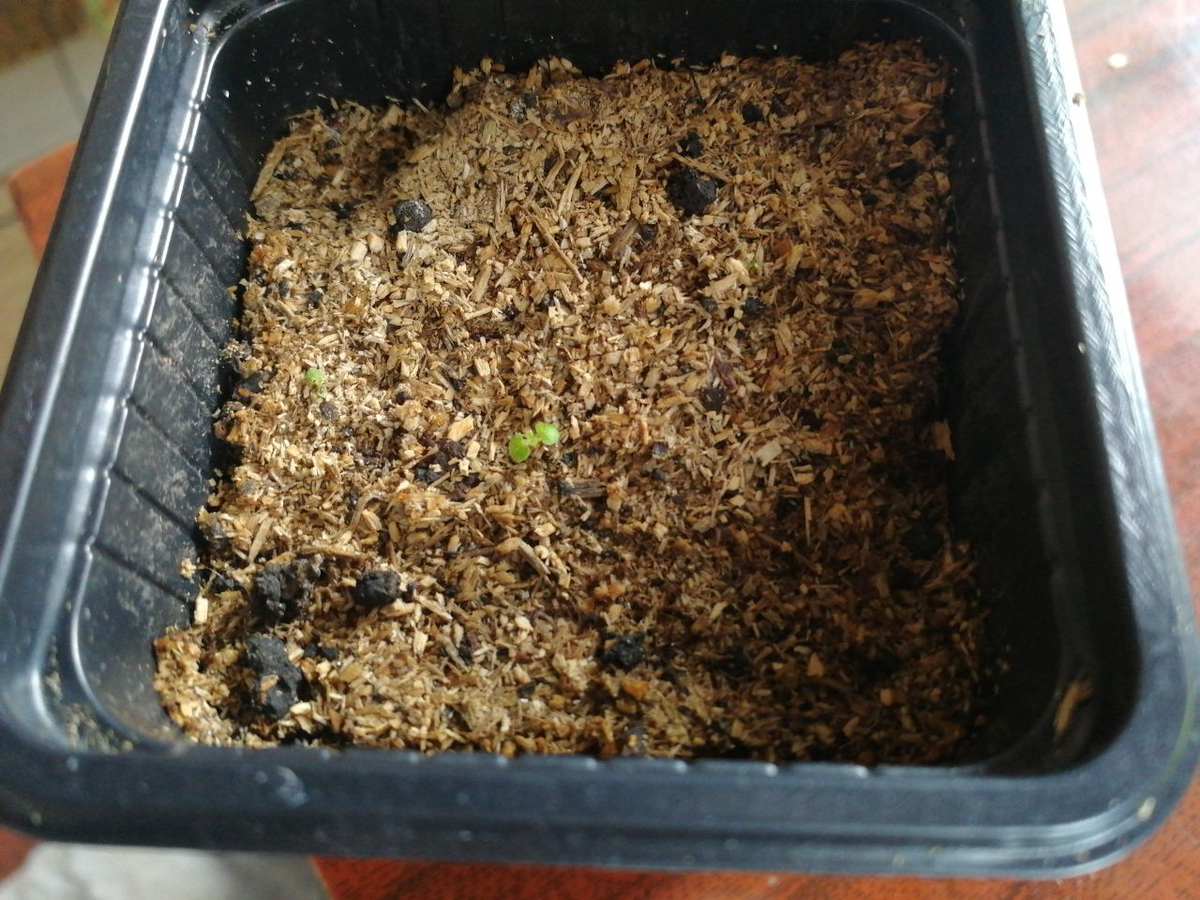 Всходы глоксинии