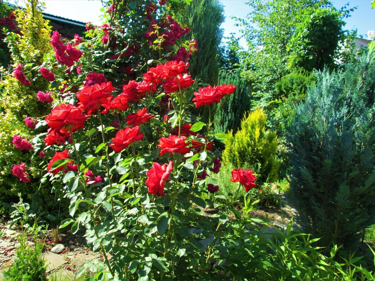 Самая яркая, самая...самая... "АНЖЕЛИКА". Эта роза просто светится изнутри. Более яркой розы у меня нет. Растёт несколько кустов . 