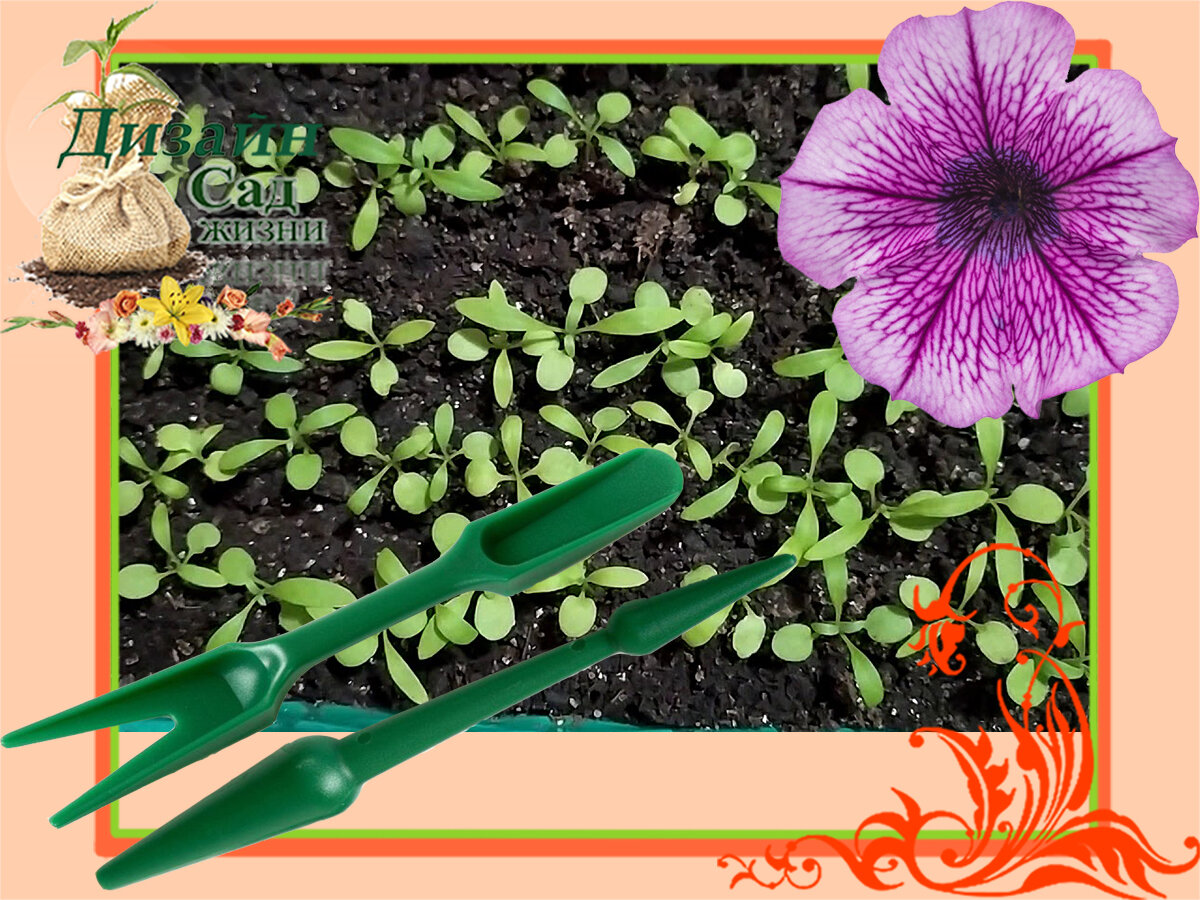 Пикировка рассады цветов