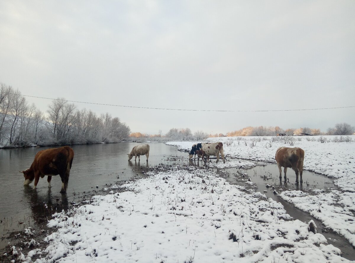 Моя деревенская жизнь... мои любимые коровки,