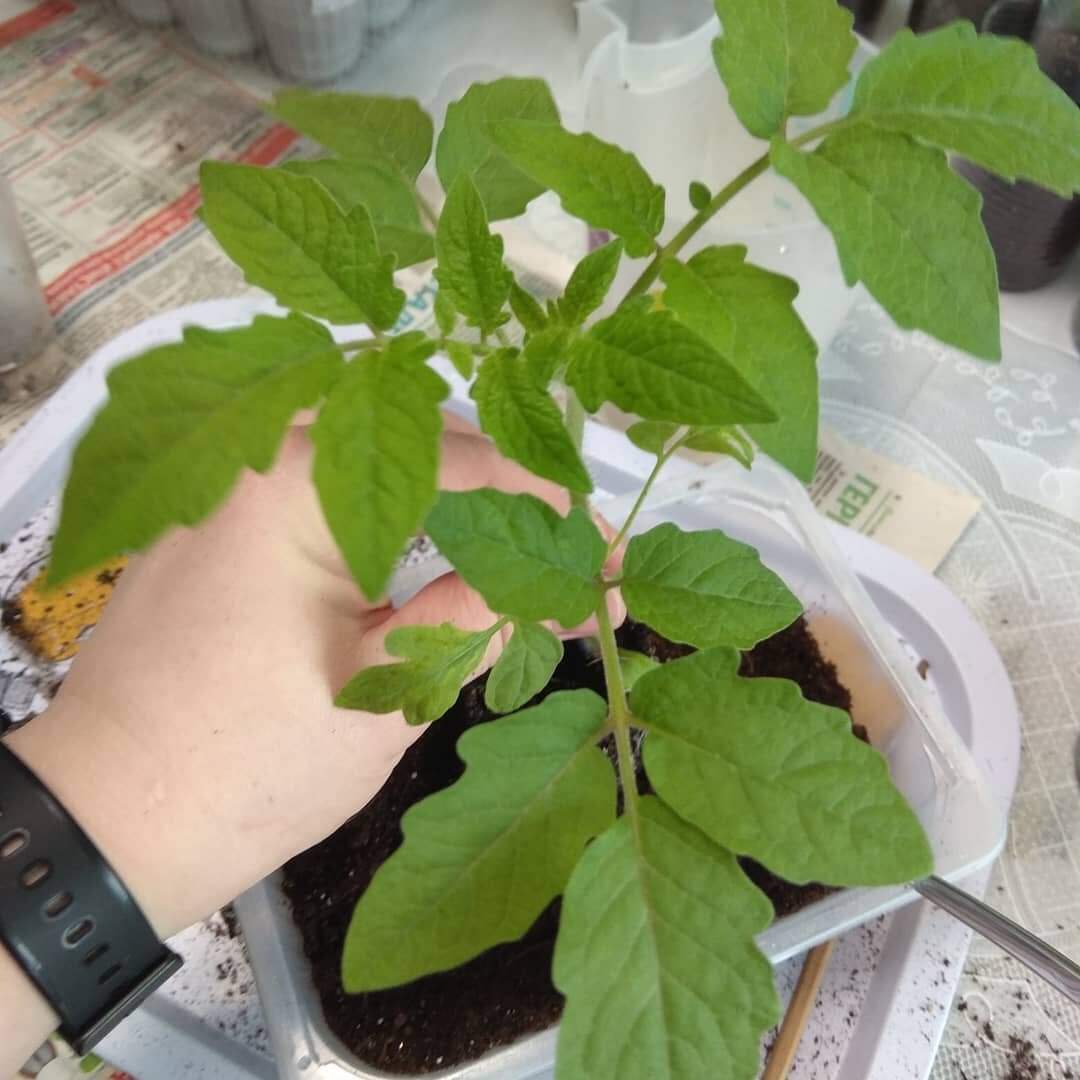 Больше уверенности, меньше переживаний, и томаты будут расти на загляденье (фото автора)