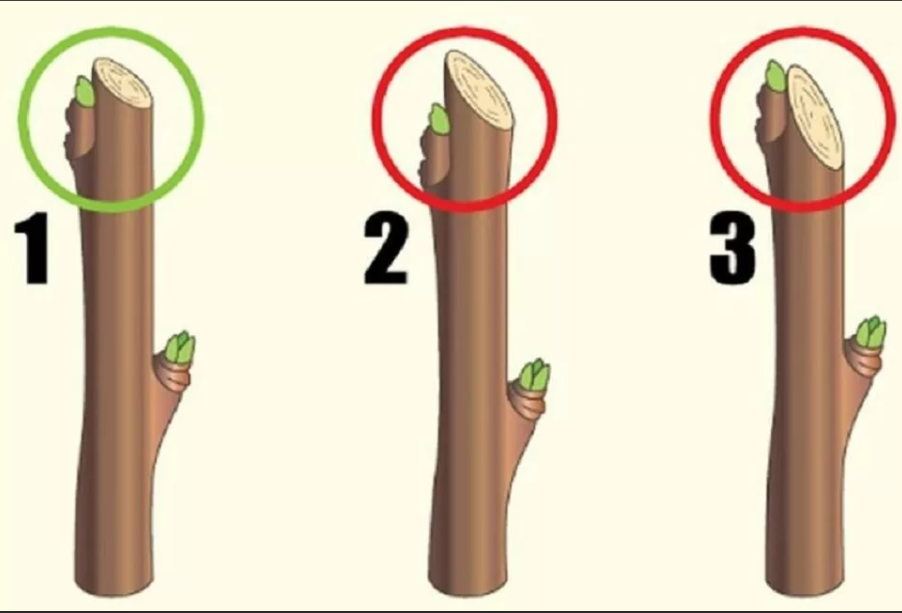 1 вариант - правильный