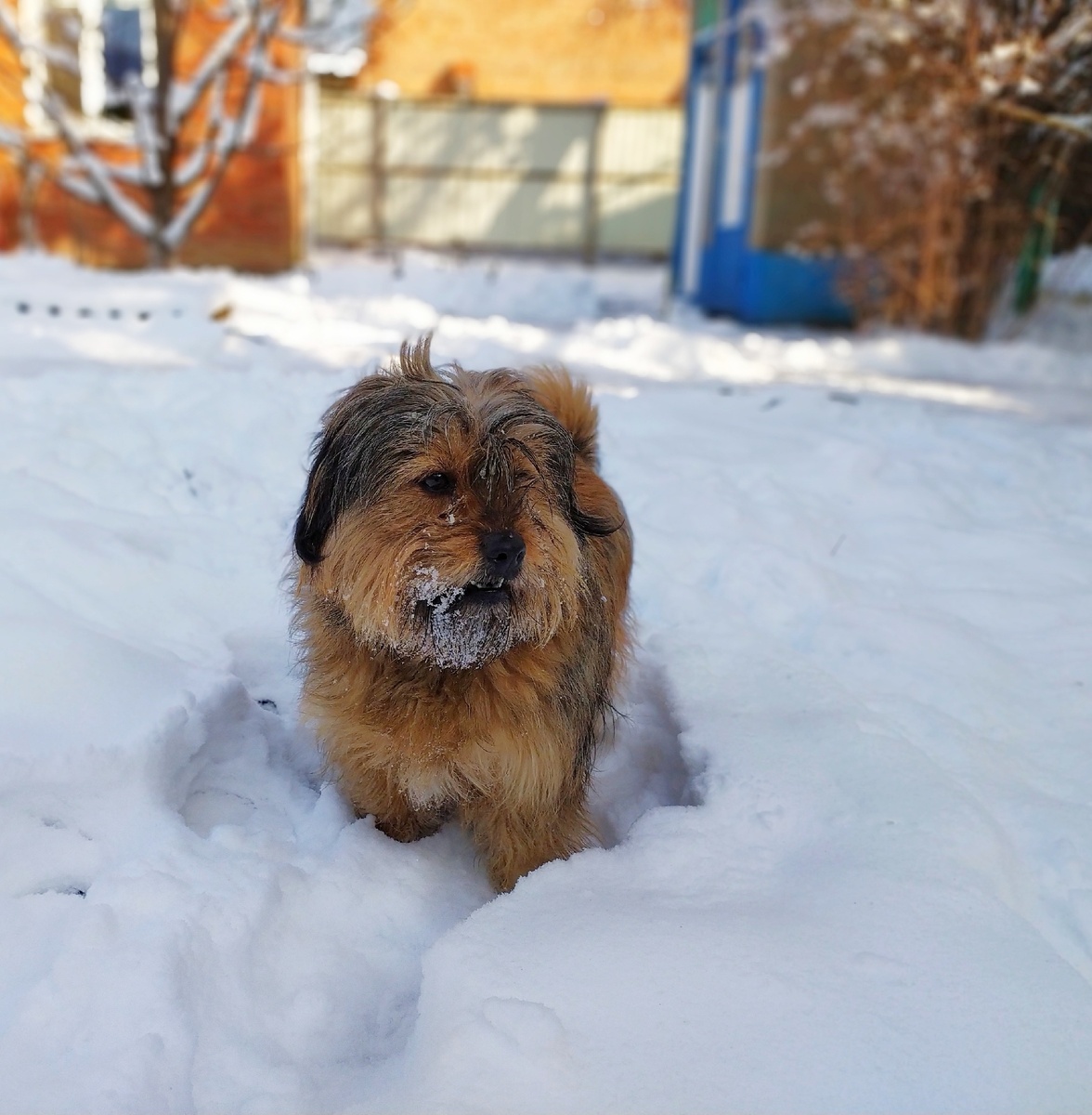 Это моя собака Жанна. Согласитесь, она очень милая