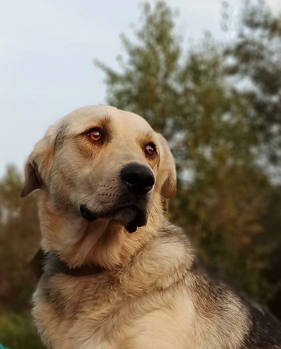 Сэм