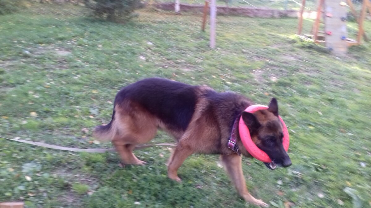 Гуляем и играем с Эрихом (Диком). Осень 2018. Фото автора. 