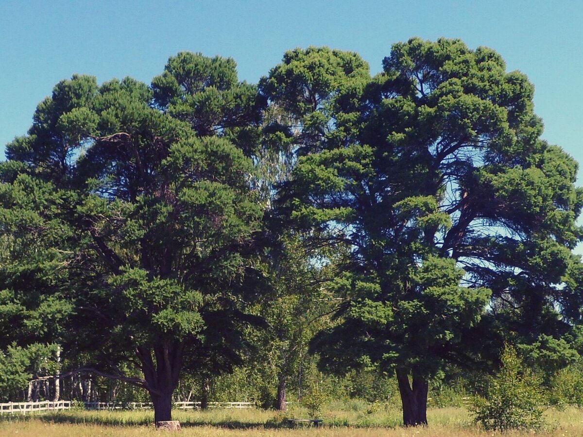 Кужановские лиственницы. Фото 2013 года