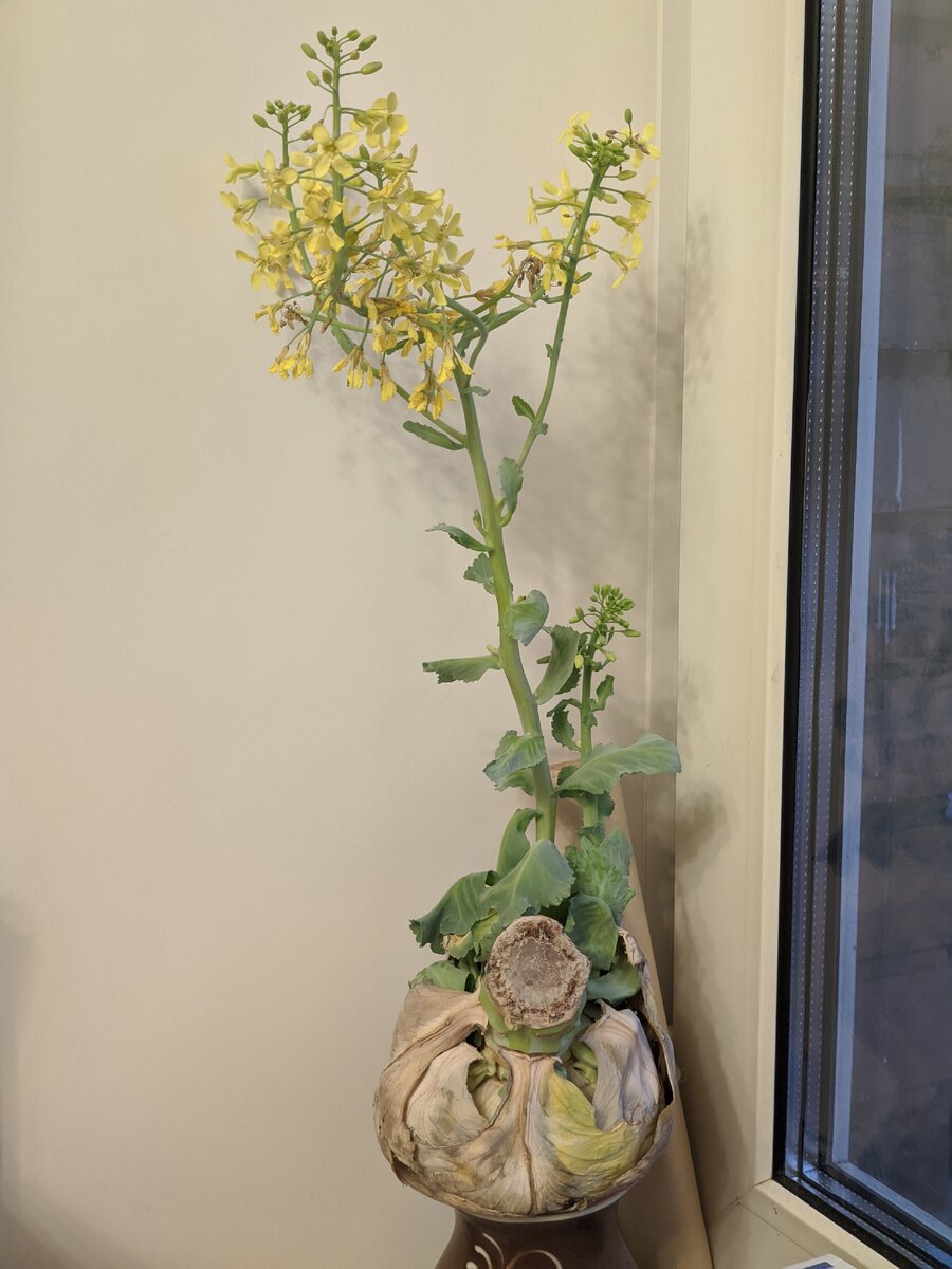 Цветок капусты