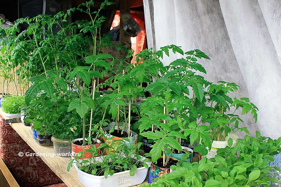 Рассада томатов и других культур дома