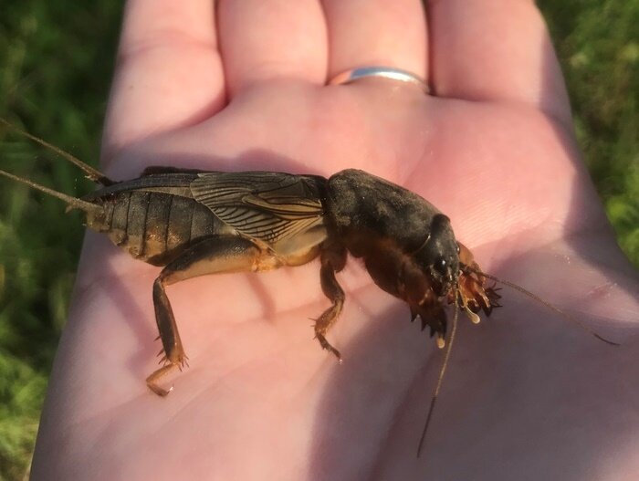 Лежит на ладони спокойно. Даже зажатая в ладони скребется только лапками. Фото из интернета. Спасибо автору!