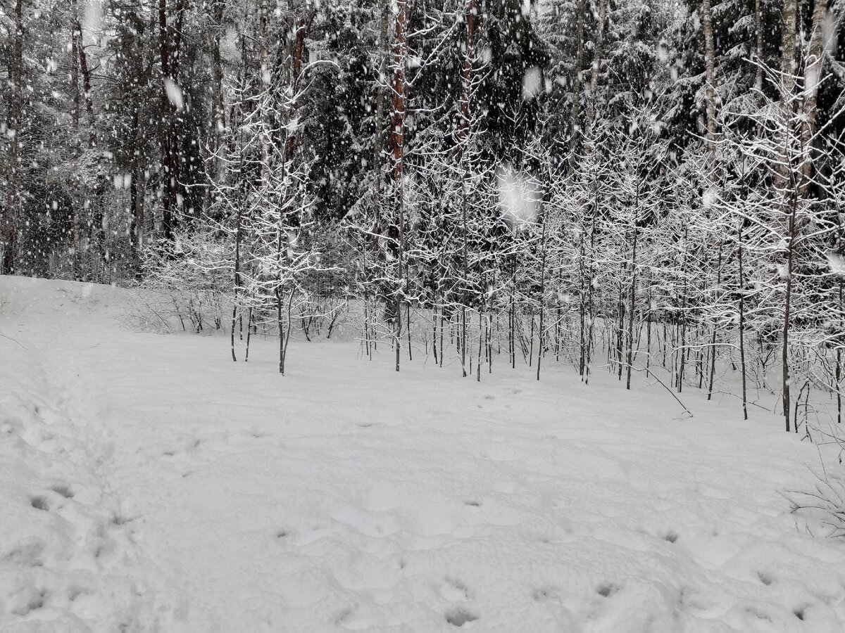 Такого снегопада. Фото снегопада сегодня в лесу. У нас сегодня снег страница