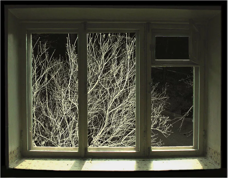 Ветка стучит в окно. Зимнее окно. Окно зимой. Ветки за окном. Заснеженное окно.