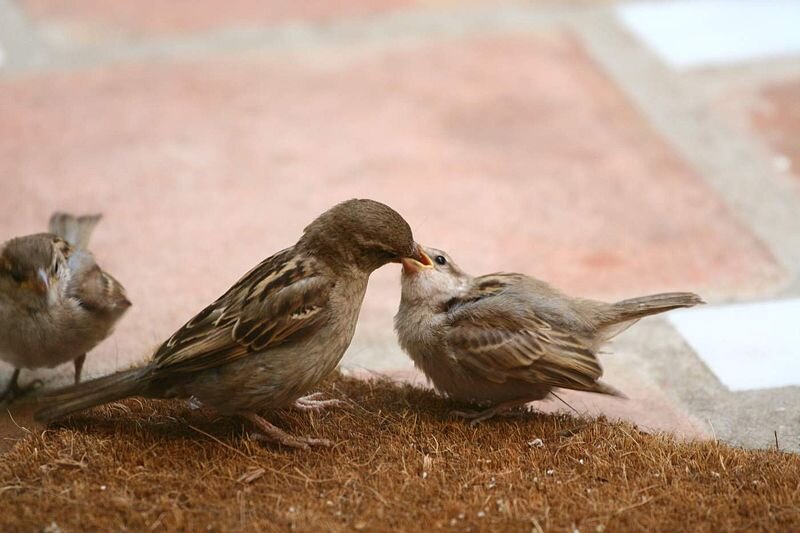 В такие моменты хочется уметь фотографировать. В Интернете нашлась похожая фотография, только там птенчик, а у нас – Любимая Воробья ( очень даже изящная и милая, совсем не желторотенькая )) .  Фото из открытых источников