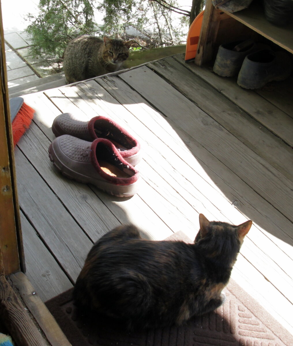 Брюс в гости пришёл. Фото автора