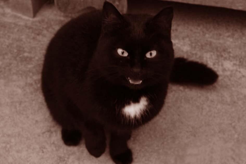  Коты шум не любят