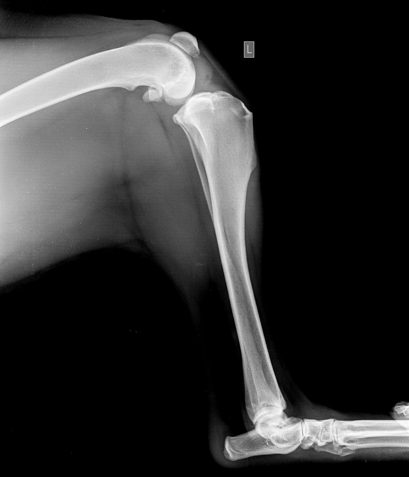  Разрыв ПКС у азиатской овчарки (хронический процесс), боковая проекция