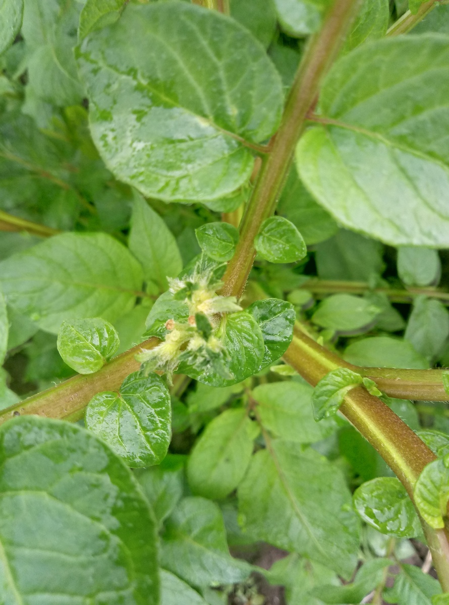 вот-вот раскроются первые цветочки