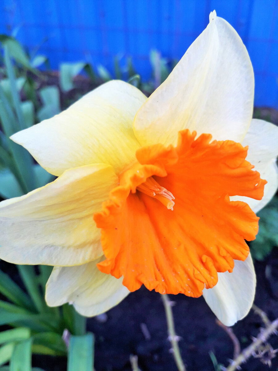 Нарцисс с оранжевой юбкой