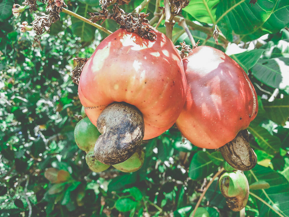 Орехи кешью                                                                                                                          ©Edilson Lellis Lellis/pixabay.com