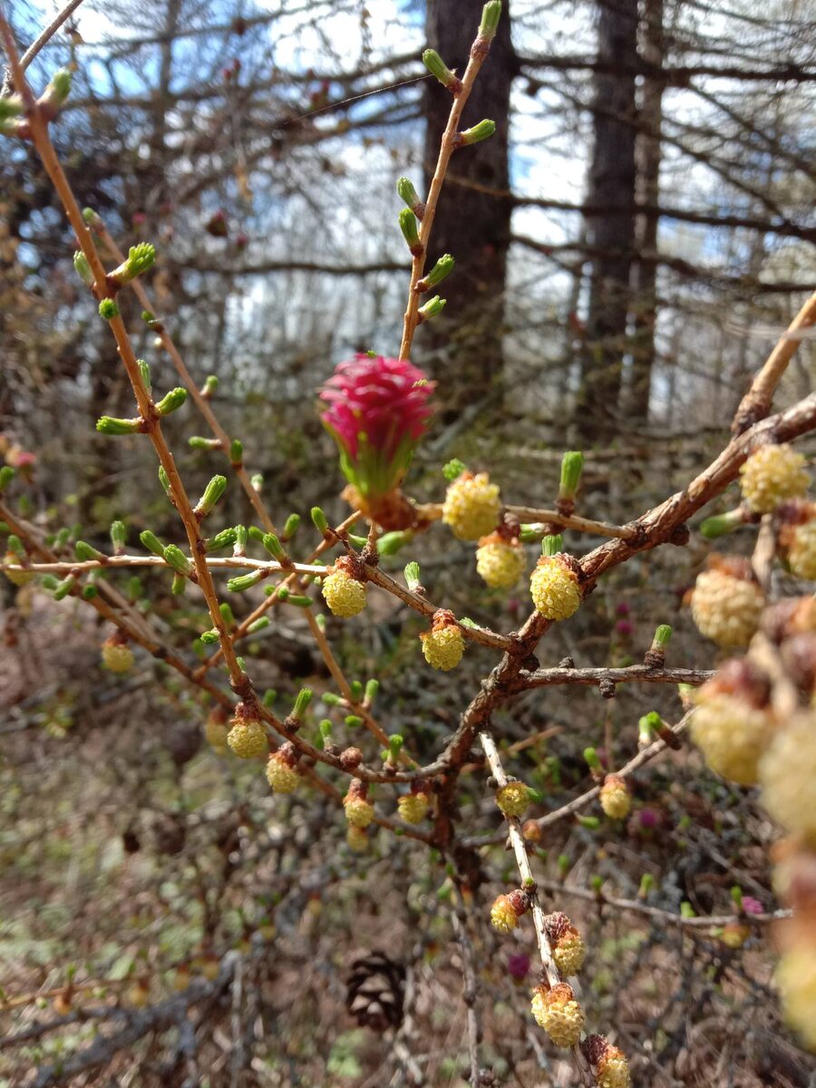 Цветение лиственницы