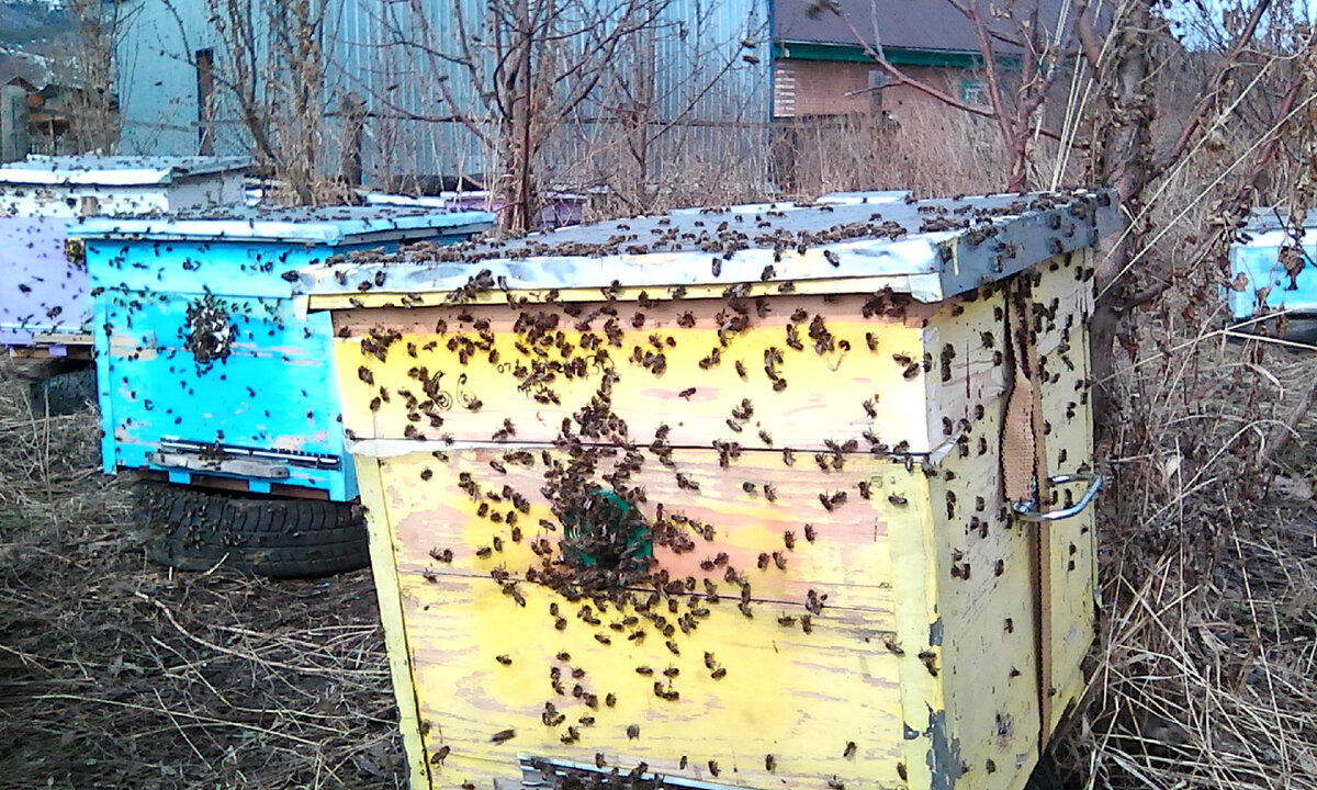                                           Весенний облёт. Фото автора.