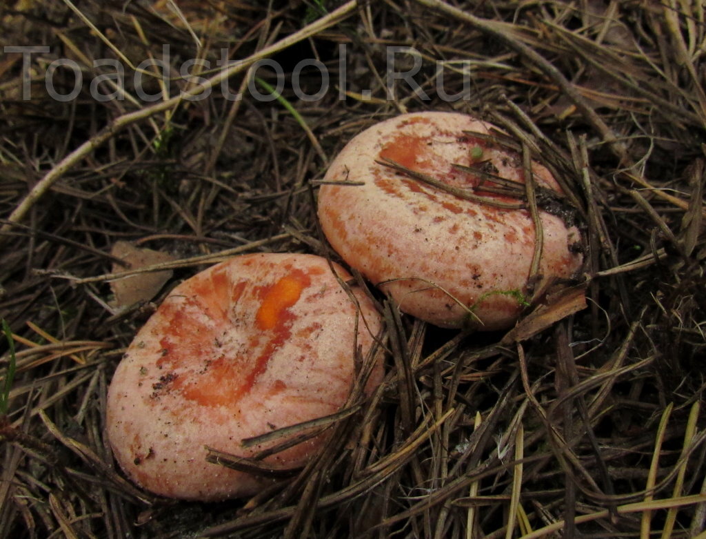 С заурядного соснового рыжика всё только начинается... (фото И.Лебединского)