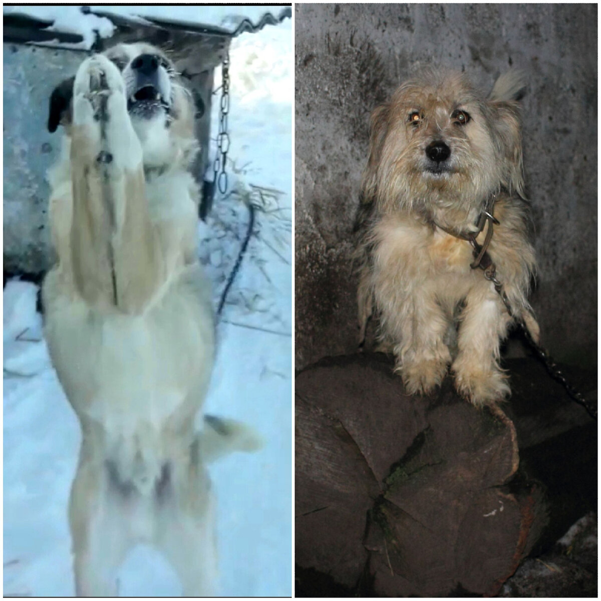 Африканская деревенская собака - African village dog